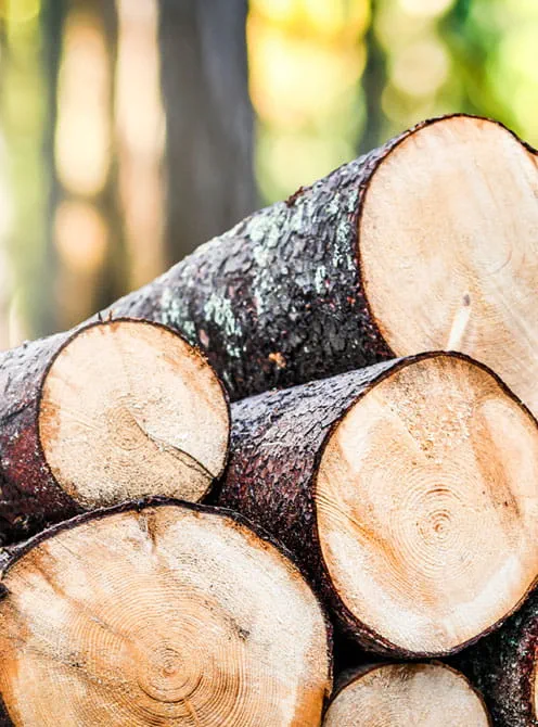 FSC-Zertifizierung (FSC-C164884)